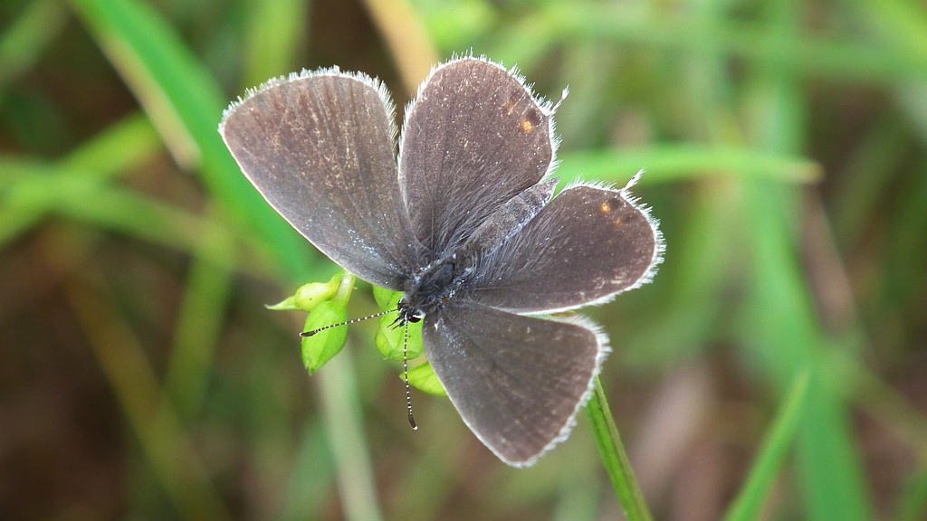Modraszek argiades (Cupido argiades)