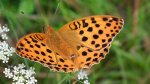 Dostojka laodyce (Argynnis laodice)