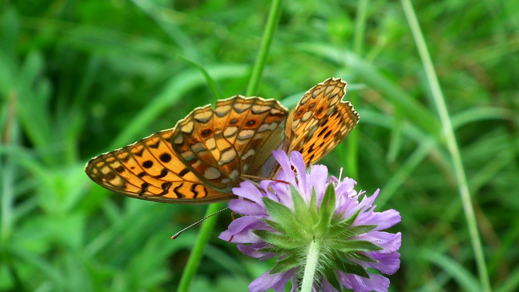 Dostojka adype (Argynnis adippe)