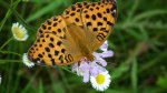 Dostojka laodyce (Argynnis laodice)