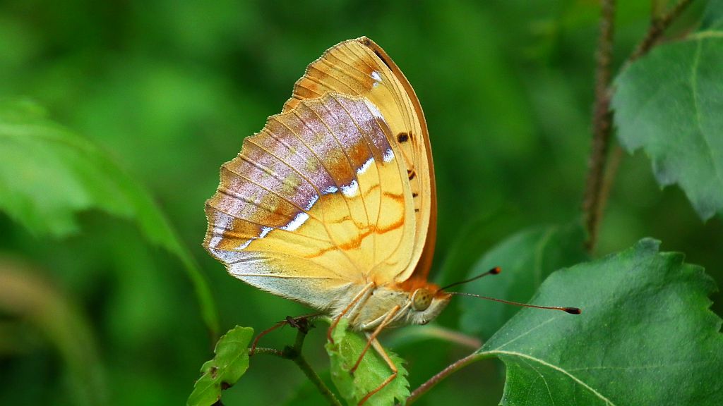 Dostojka laodyce (Argynnis laodice)