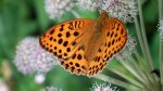 Dostojka laodyce (Argynnis laodice)