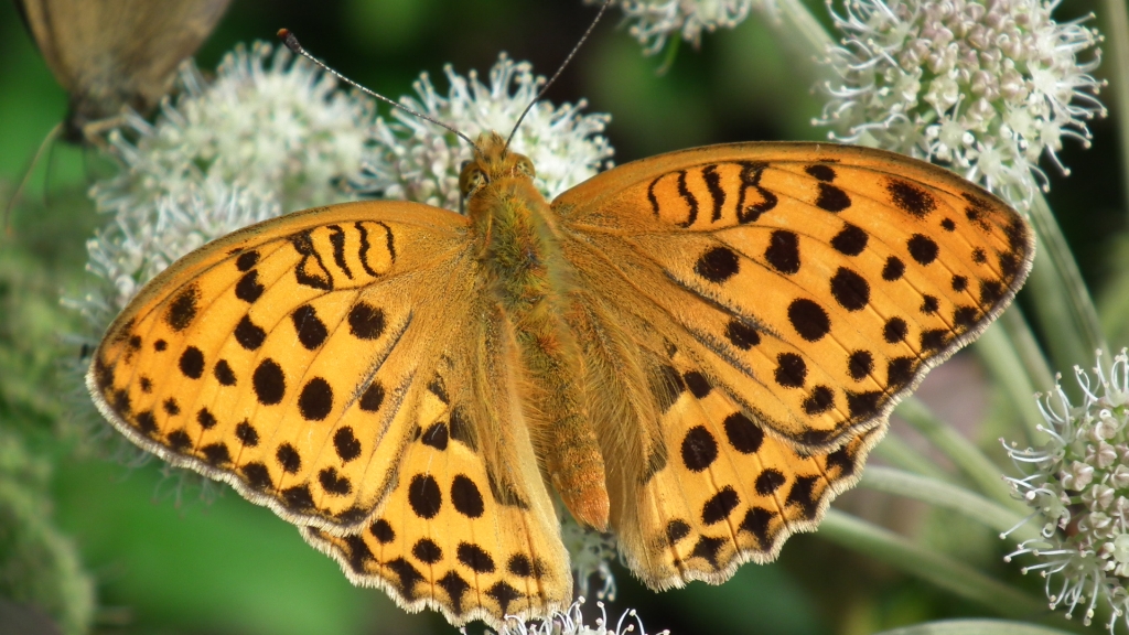 Dostojka laodyce (Argynnis laodice)