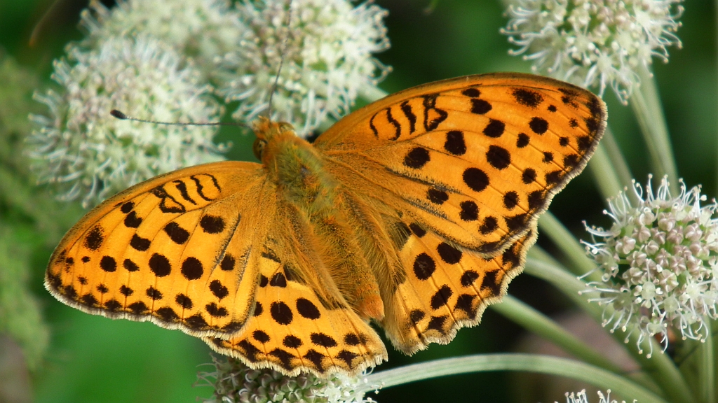 Dostojka laodyce (Argynnis laodice)