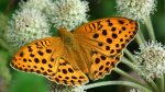 Dostojka laodyce (Argynnis laodice)