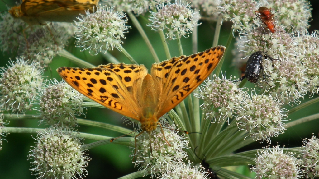 Dostojka laodyce (Argynnis laodice)