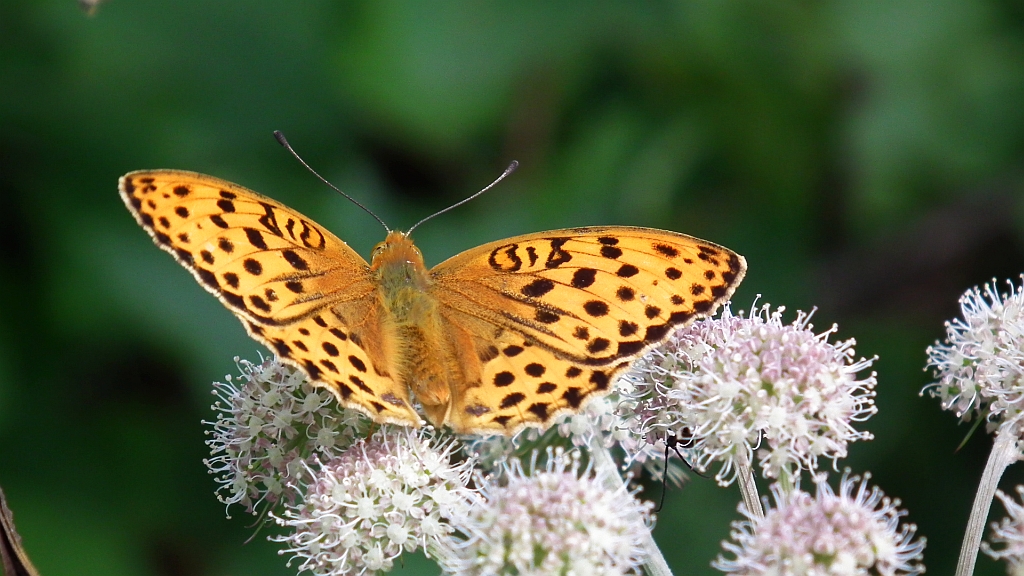 Dostojka laodyce (Argynnis laodice)