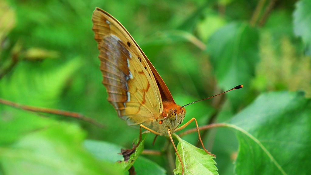Dostojka laodyce (Argynnis laodice)