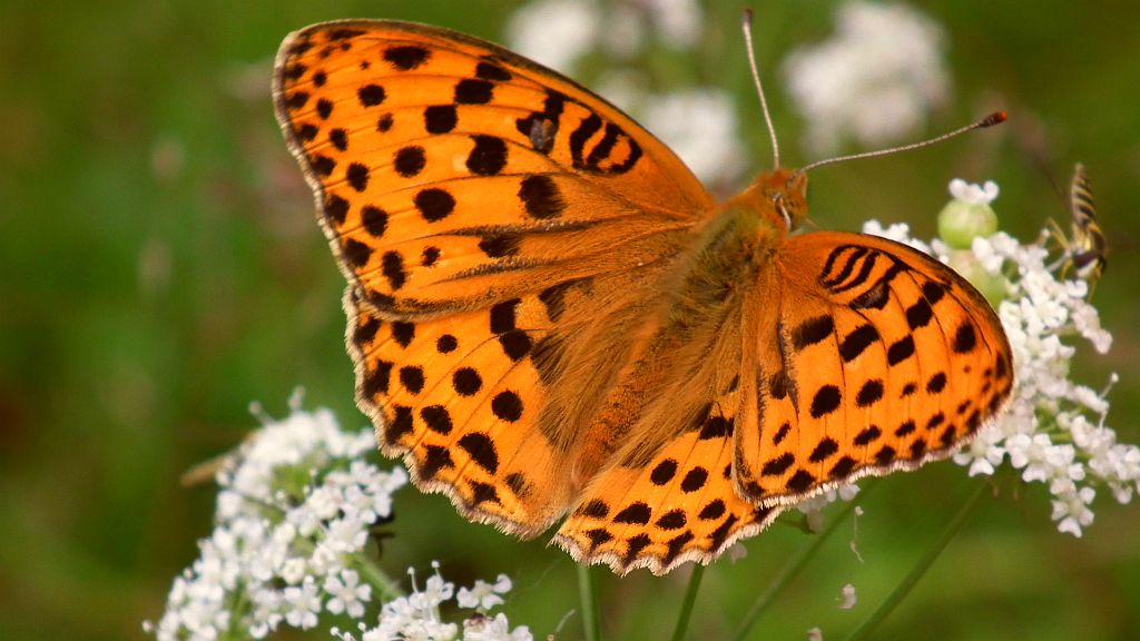 Dostojka laodyce (Argynnis laodice)