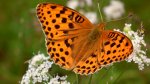 Dostojka laodyce (Argynnis laodice)