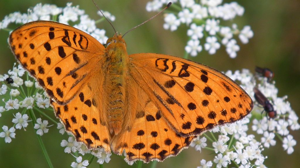 Dostojka laodyce (Argynnis laodice)