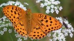 Dostojka laodyce (Argynnis laodice)