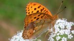 Dostojka laodyce (Argynnis laodice)