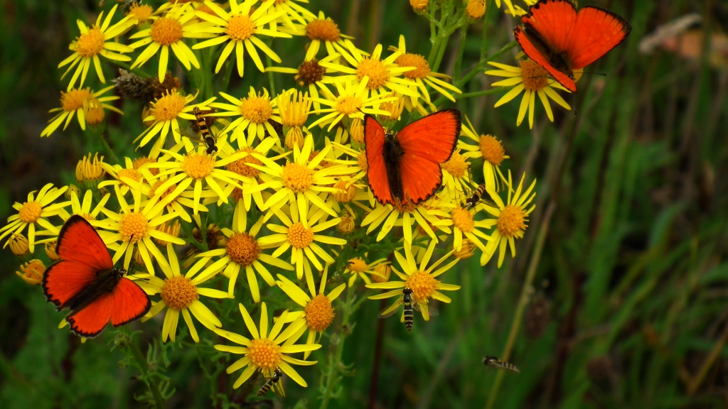 Czerwończyk dukacik (Lycaena virgaureae)