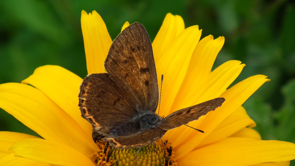 Czerwończyk fioletek (Lycaena helle)