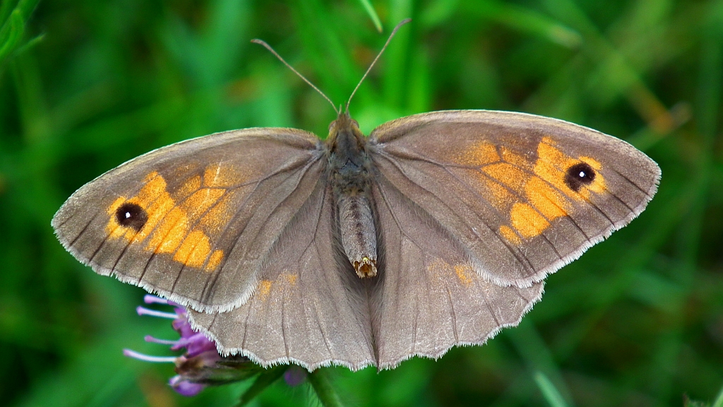 Przestrojnik jurtina (Maniola jurtina)