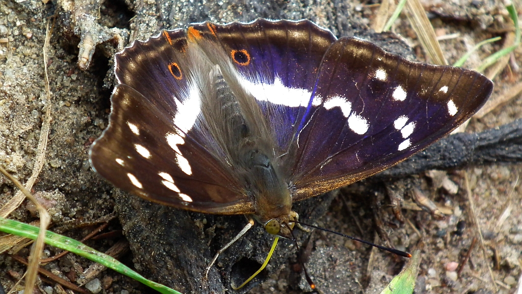 Mieniak tęczowiec (Apatura iris)