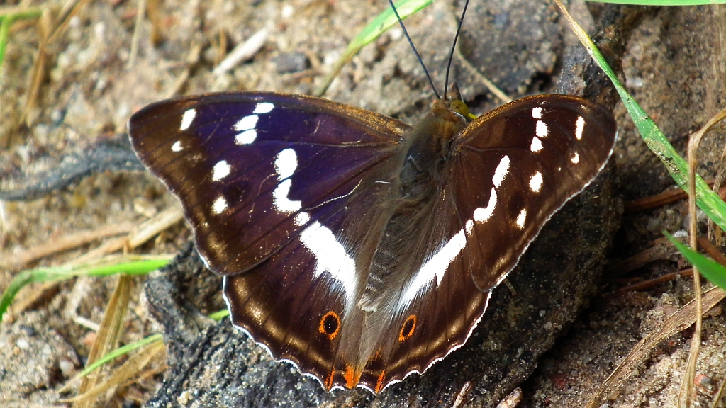 Mieniak tęczowiec (Apatura iris)