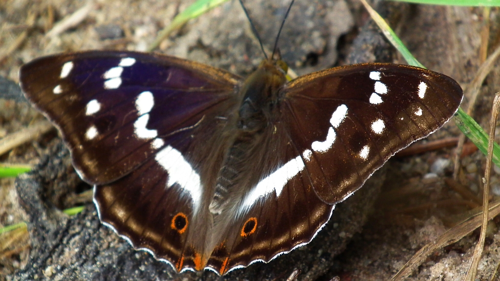 Mieniak tęczowiec (Apatura iris)