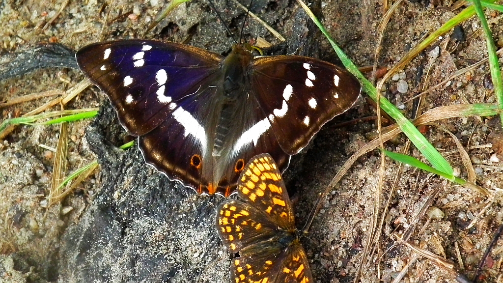 Mieniak tęczowiec (Apatura iris)