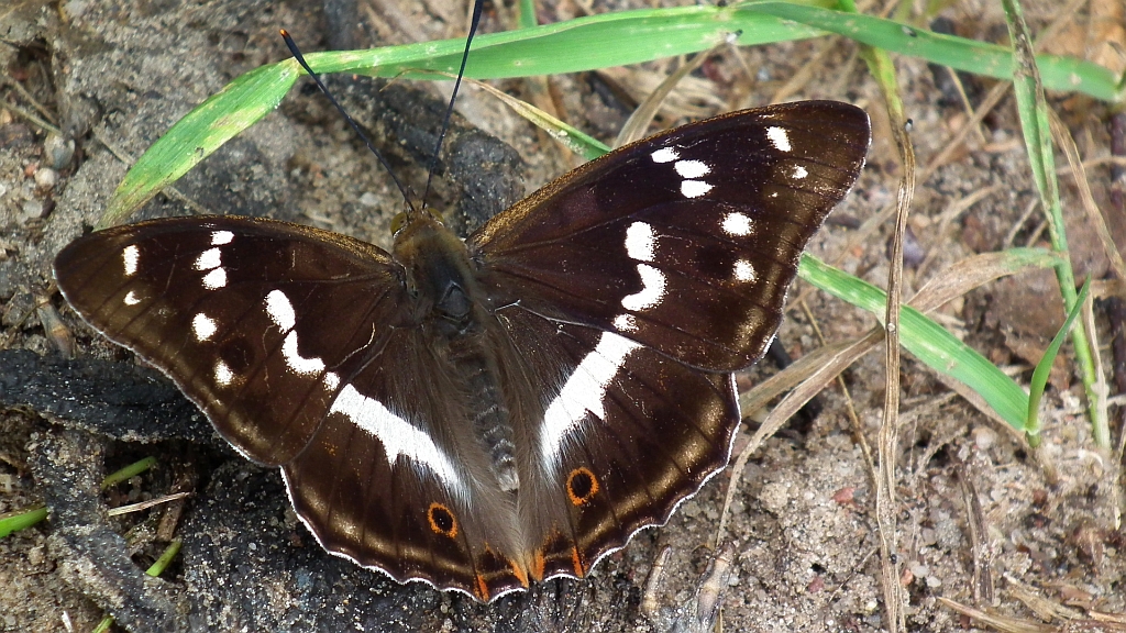 Mieniak tęczowiec (Apatura iris)