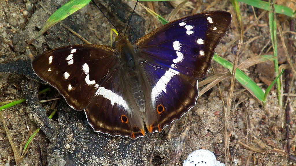 Mieniak tęczowiec (Apatura iris)
