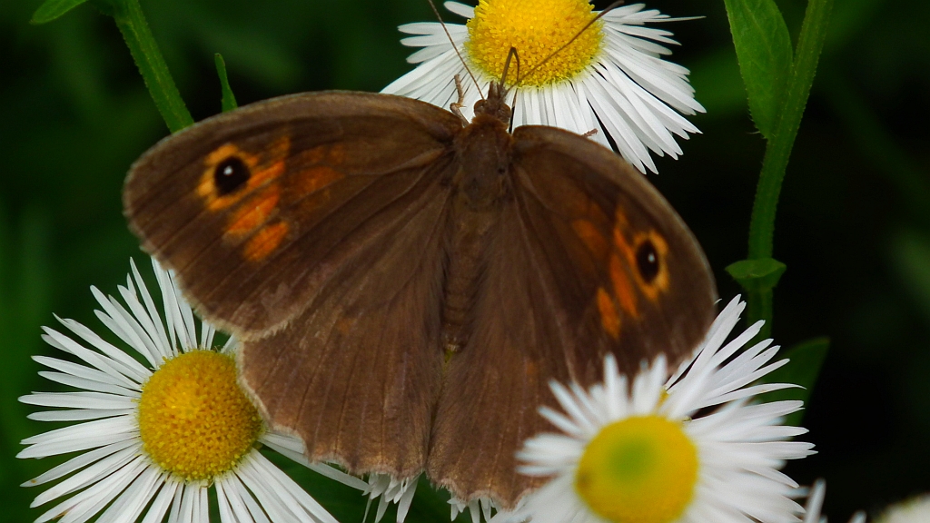 Przestrojnik jurtina (Maniola jurtina)