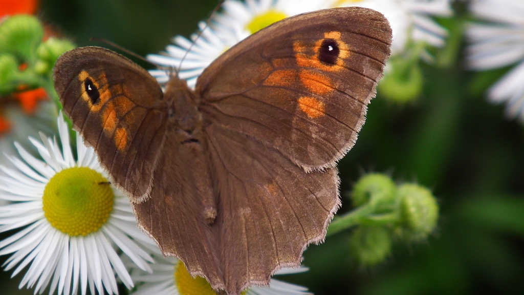 Przestrojnik jurtina (Maniola jurtina)