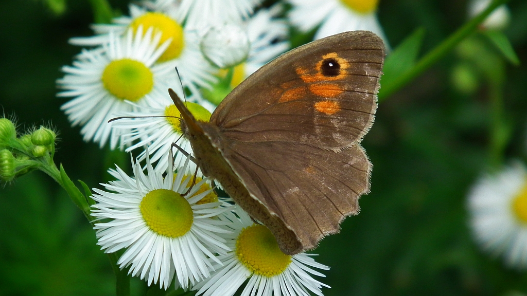 Przestrojnik jurtina (Maniola jurtina)