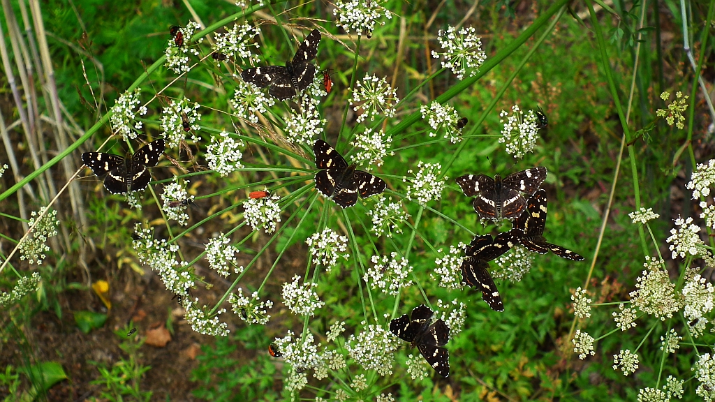 Rusałka kratkowiec (Araschnia levana)