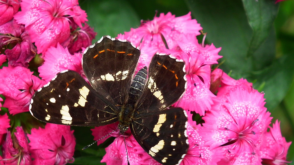 Rusałka kratkowiec (Araschnia levana)