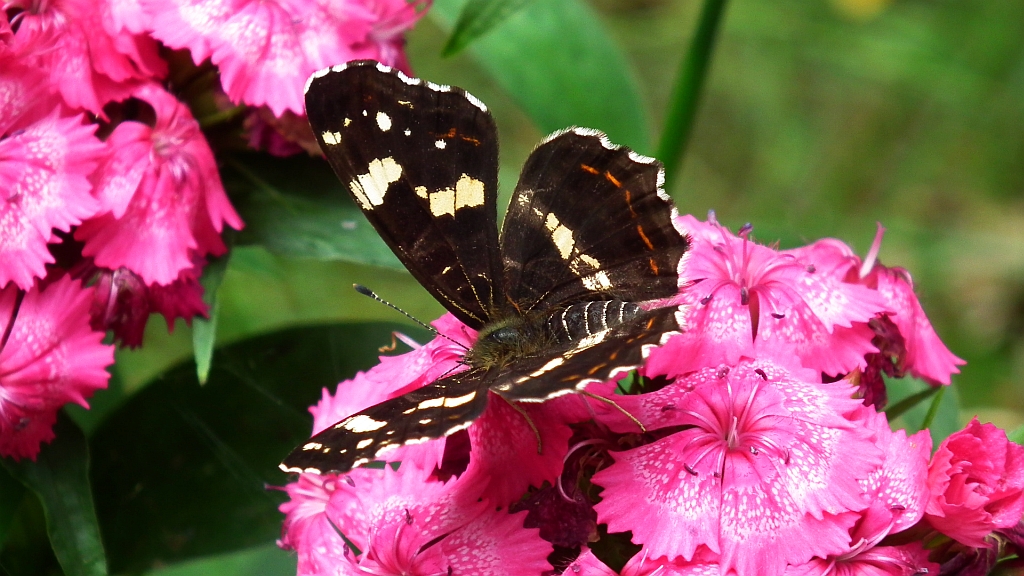 Rusałka kratkowiec (Araschnia levana)