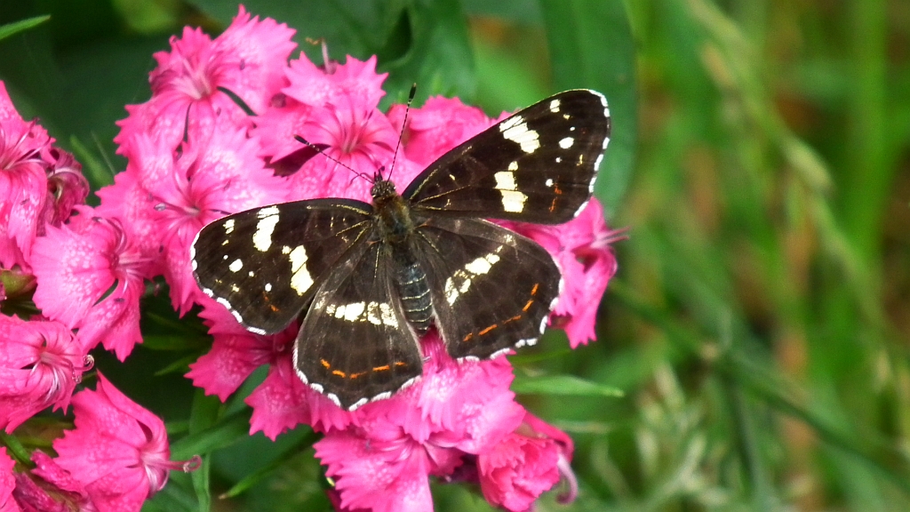 Rusałka kratkowiec (Araschnia levana)