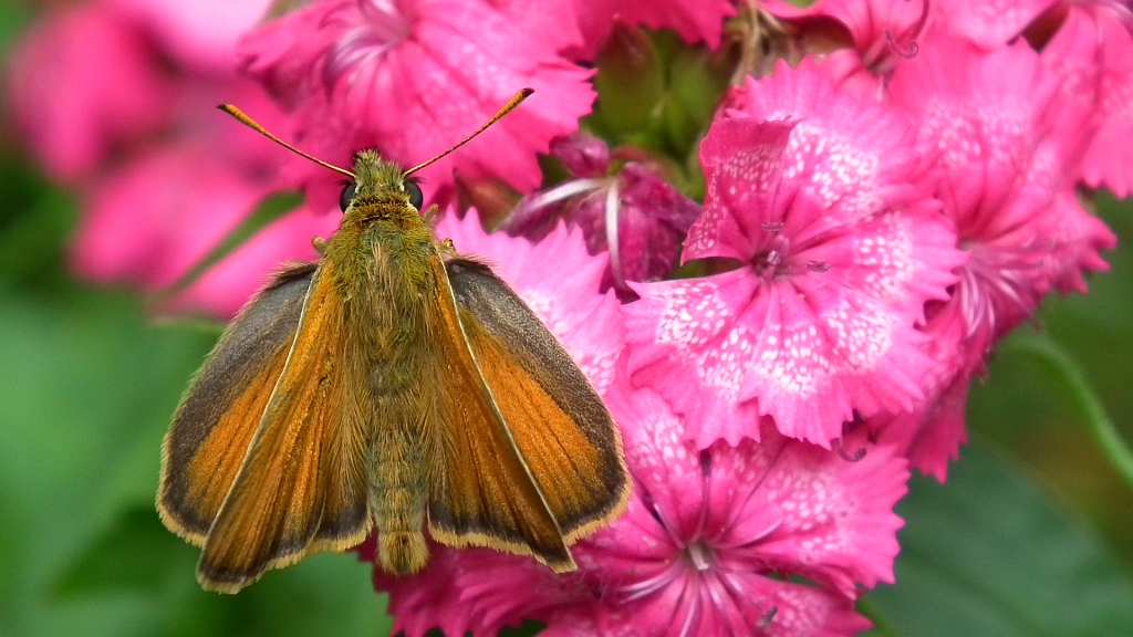 Karłątek ryska (Thymelicus lineola)