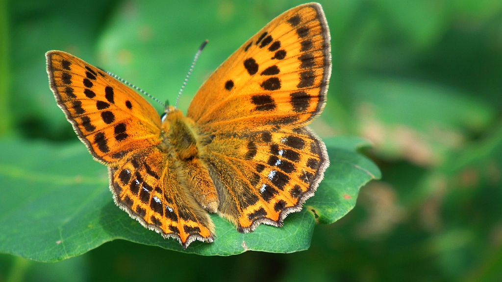 Czerwończyk dukacik (Lycaena virgaureae)