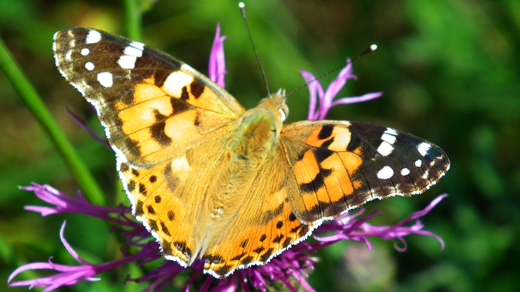 Rusałka osetnik  (Vanessa cardui)