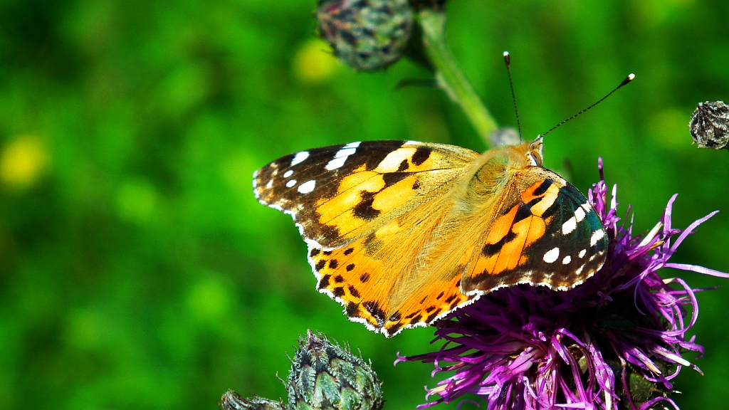 Rusałka osetnik  (Vanessa cardui)