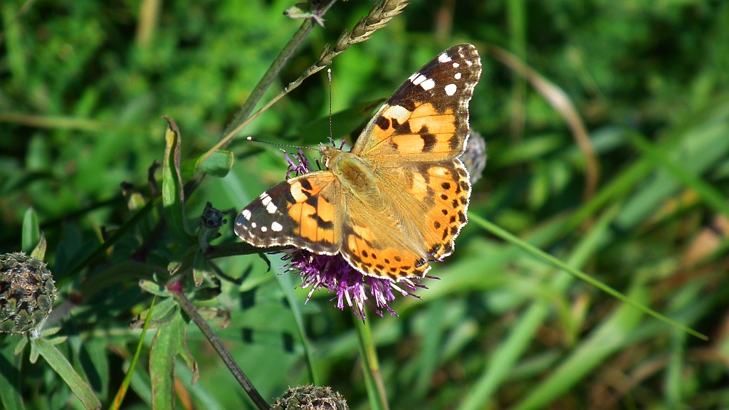 Rusałka osetnik  (Vanessa cardui)