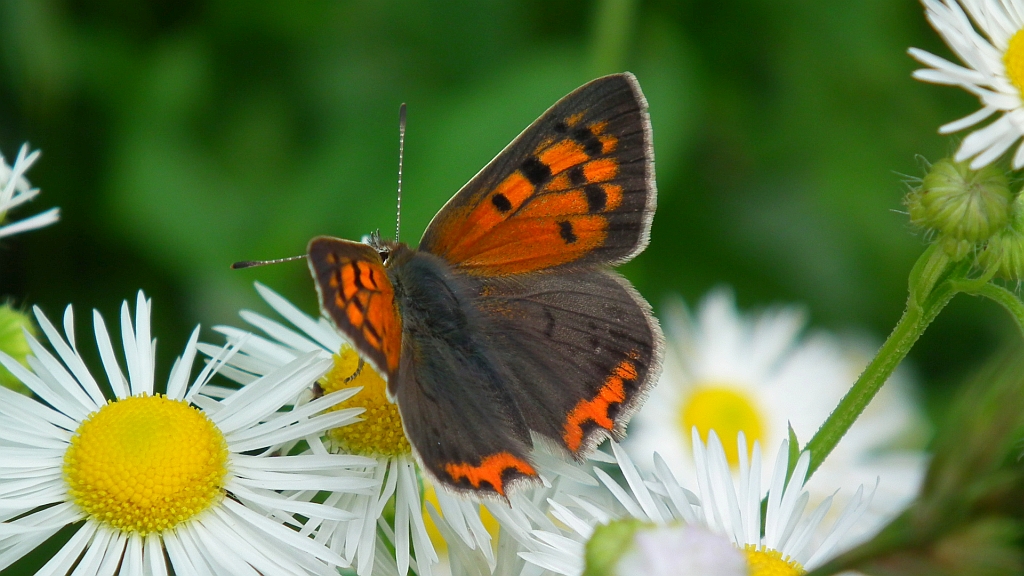 Czerwończyk żarek (Lycaena phlaeas)