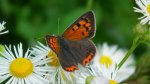 Czerwończyk żarek (Lycaena phlaeas)