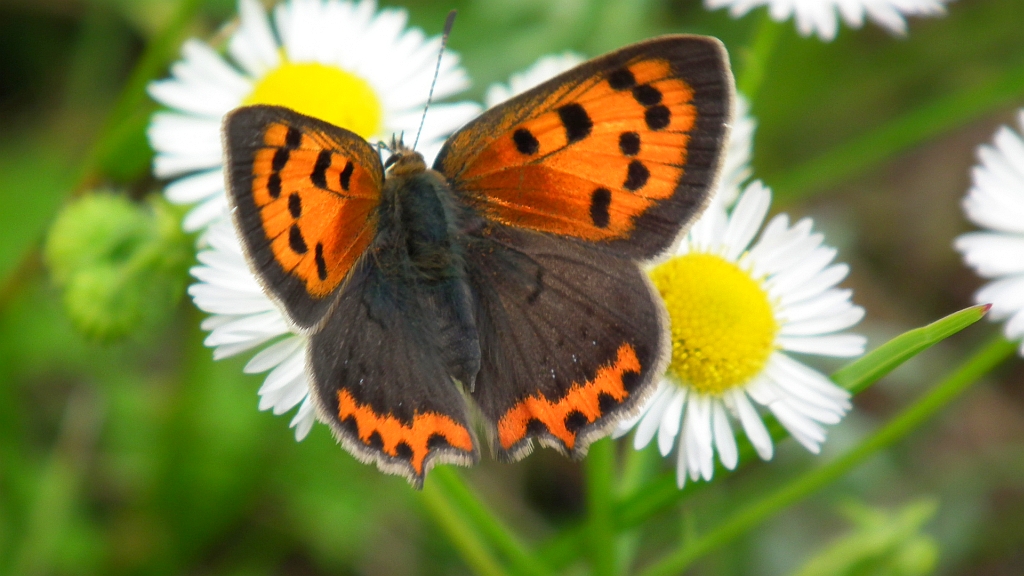 Czerwończyk żarek (Lycaena phlaeas)