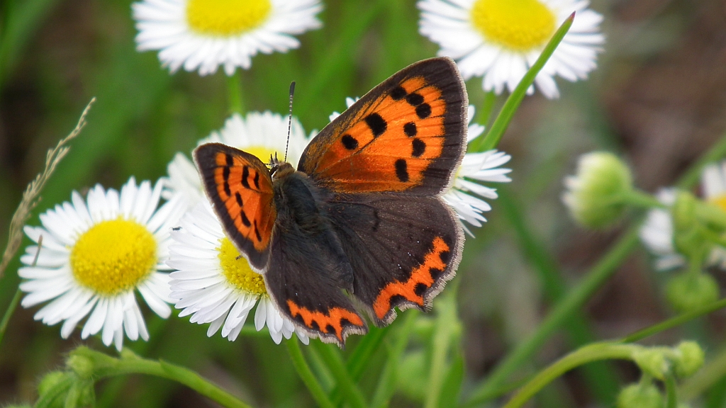 Czerwończyk żarek (Lycaena phlaeas)