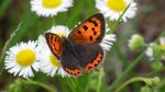 Czerwończyk żarek (Lycaena phlaeas)