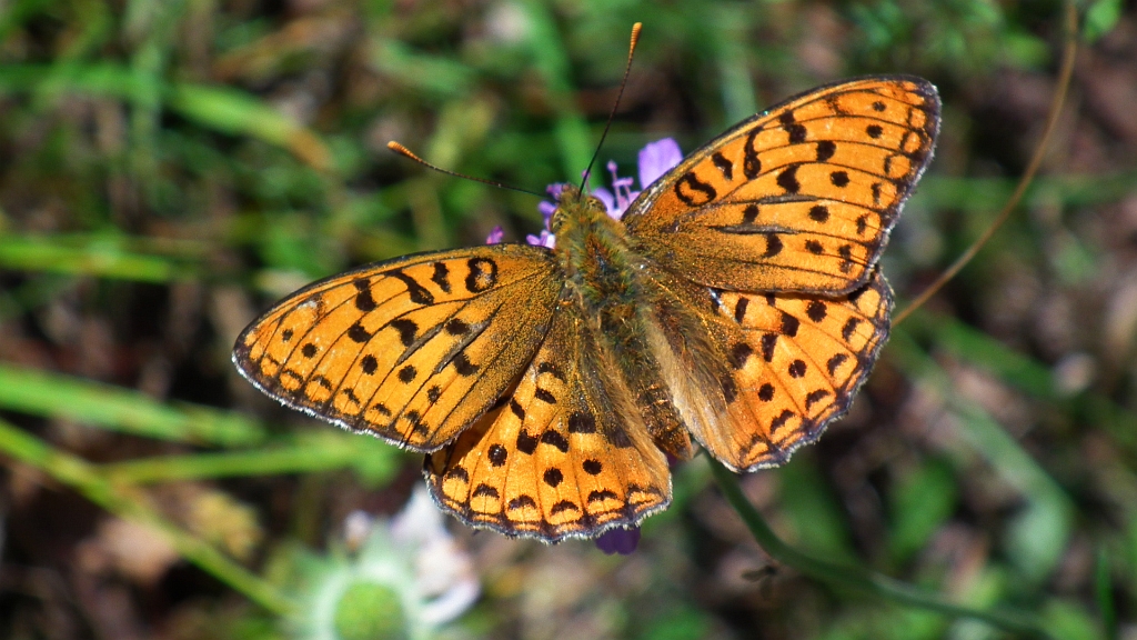 Dostojka adype (Argynnis adippe)