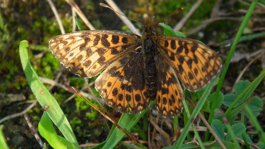Dostojka dia (Boloria dia)