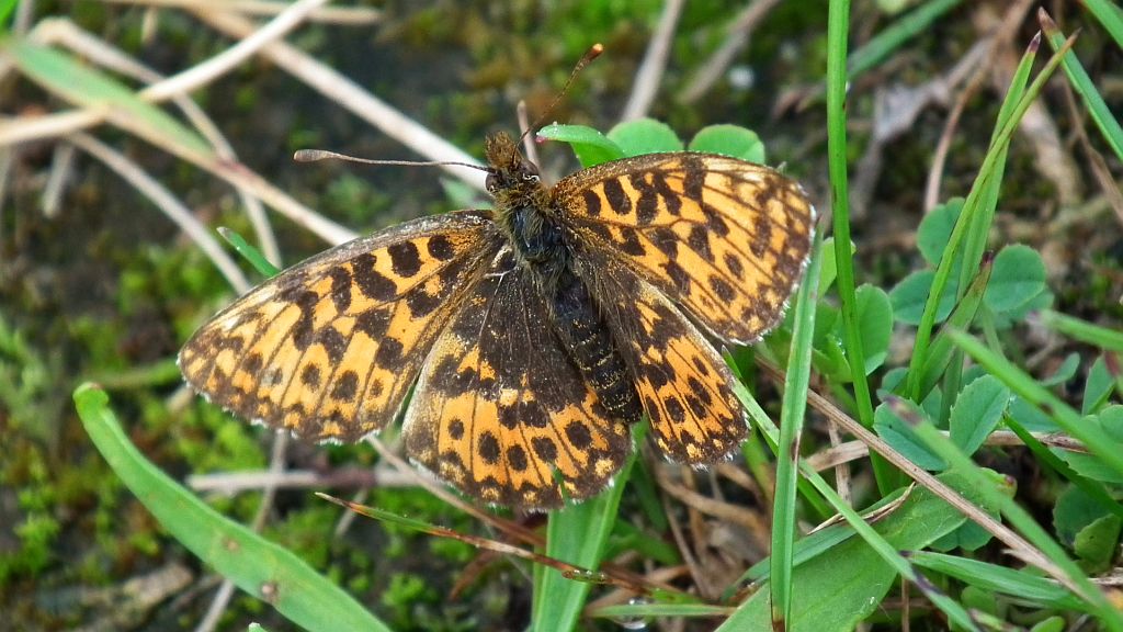 Dostojka dia (Boloria dia)