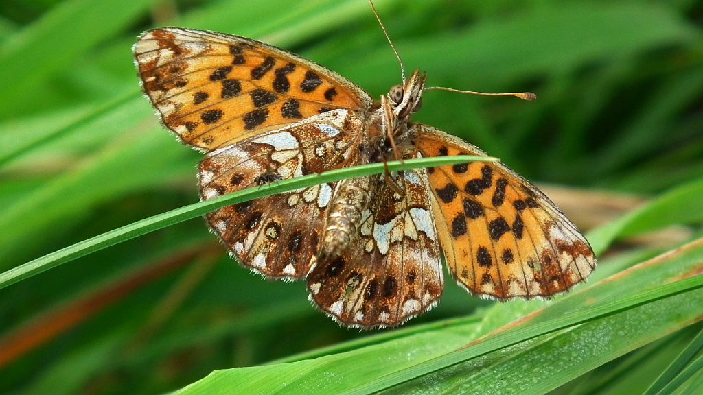 Dostojka dia (Boloria dia)