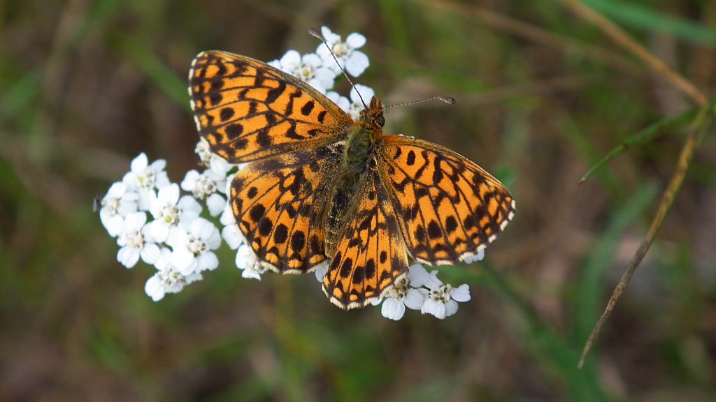 Dostojka selene (Boloria selene)