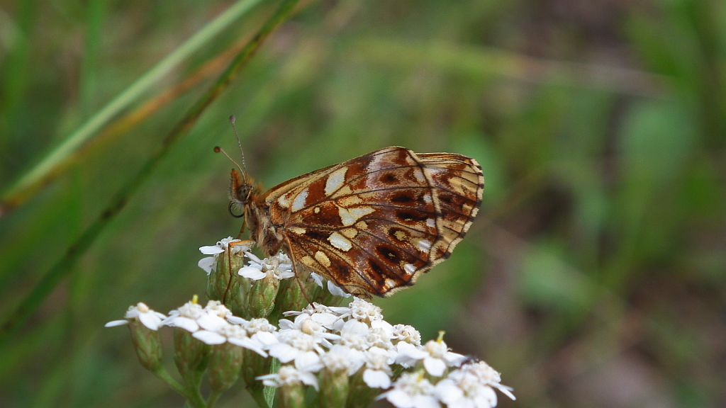 Dostojka selene (Boloria selene)