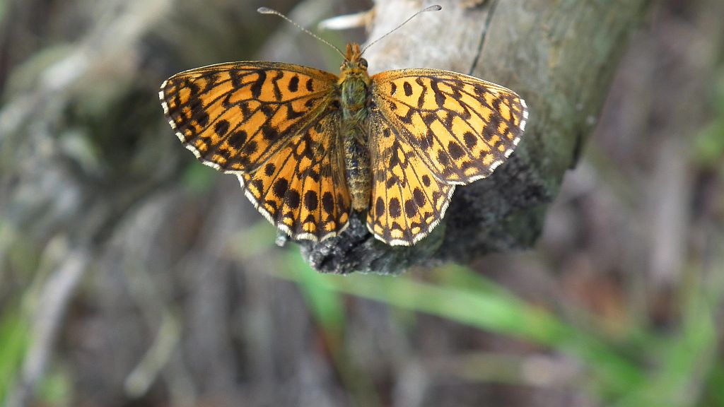 Dostojka selene (Boloria selene)